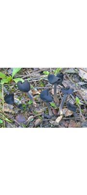 갈흑색안장버섯(황회색안장버섯) (Helvella pezizoides Afzel.)