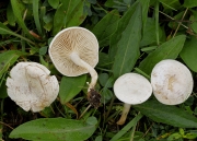 고랑깔때기버섯 (Clitocybe rivulosa (Pers.) Kumm.)