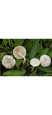고랑깔때기버섯 (Clitocybe rivulosa (Pers.) Kumm.)