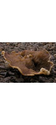 주름게딱지버섯(게딱지버섯) (Disciotis venosa (Pers.) Arnould > Discina venosa (Pers.) Fr.)