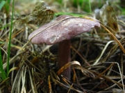 보라꽃외대버섯 (Entoloma violaceum Murr.)