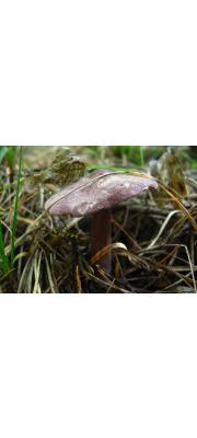 보라꽃외대버섯 (Entoloma violaceum Murr.)
