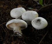 백색깔때기버섯(박막깔때기버섯) (Clitocybe robusta Peck)