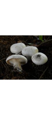 백색깔때기버섯(박막깔때기버섯) (Clitocybe robusta Peck)