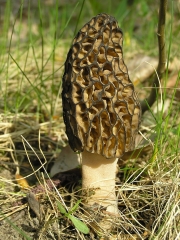 원추곰보버섯 (Morchella conica Krombh.)