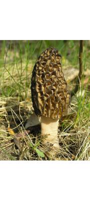 원추곰보버섯 (Morchella conica Krombh.)