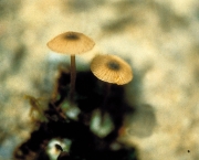 처녀외대버섯 (Entoloma virginicum Hesler)