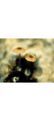 처녀외대버섯 (Entoloma virginicum Hesler)