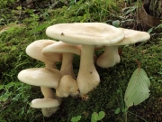 관음깔때기버섯(관음흰우단버섯) (Clitocybe septentrionalis (Sing. & Sm.) H.E. Bigelow  > Leucopaxillus septentrionalis Sing & Sm.)
