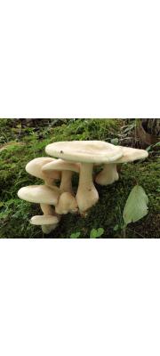 관음깔때기버섯(관음흰우단버섯) (Clitocybe septentrionalis (Sing. &amp; Sm.) H.E. Bigelow  > Leucopaxillus septentrionalis Sing &amp; Sm.)