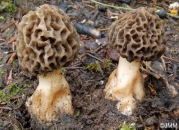 굵은대곰보버섯 (Morchella crassipes (Vent.) Pers.)