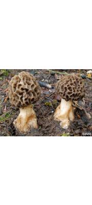 굵은대곰보버섯 (Morchella crassipes (Vent.) Pers.)