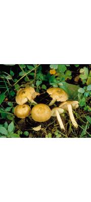 거미외대버섯 (Entoloma weberi Murr.)