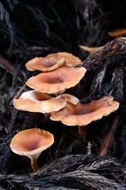 독깔때기버섯 (Clitocybe acromelalga Ichimura)