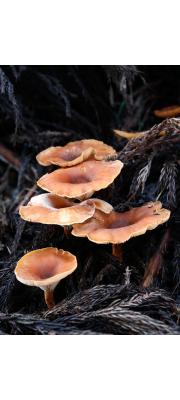 독깔때기버섯 (Clitocybe acromelalga Ichimura)