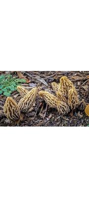 맛곰보버섯 (Morchella deliciosa Fr.)