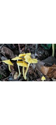 노란꼭지버섯(노란꼭지외대버섯) (Inocephalus murrayi (Berk. &amp; Curt.) Rutter &amp; Watl.  > E. murrayi (Berk. &amp; Curt.) Sacc.  > E. cuspidatum (Peck) Sacc. > E. murraii (Berk. &amp; Curt.) Sacc.)