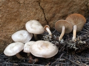 흰깔때기버섯 (Clitocybe albirhiza Bigelow & Smith)