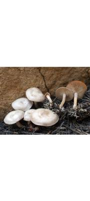 흰깔때기버섯 (Clitocybe albirhiza Bigelow &amp; Smith)