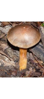 포도주못버섯 (Chroogomphus jamaicensis (Murr.) O.K. Miller)