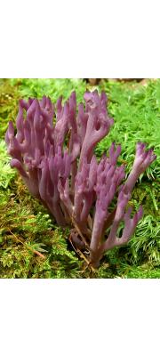 자수정볏싸리버섯 (Clavulina amethystina (Bull.) Donk)