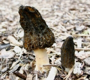 키다리곰보버섯(탄사곰보버섯) (Morchella elata Fr.)