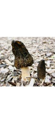 키다리곰보버섯(탄사곰보버섯) (Morchella elata Fr.)