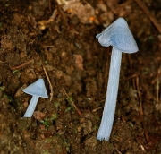 하늘꼭지버섯(하늘꼭지외대버섯) (Inocephalus virescens (Sacc.) Largent & A-Davis  > E. virescens (Berk. & Curt.) Horak  > Rhodophyllus aeruginosus (Hiroe) Hongo)