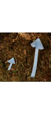 하늘꼭지버섯(하늘꼭지외대버섯) (Inocephalus virescens (Sacc.) Largent &amp; A-Davis  > E. virescens (Berk. &amp; Curt.) Horak  > Rhodophyllus aeruginosus (Hiroe) Hongo)