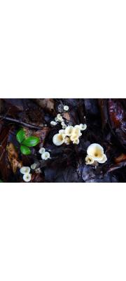 비단털깔때기버섯 (Clitocybe alboinfundibuliformis Seok, Yang S. Kim, K.M. Park, W.G. Kim, K.H. Yoo, &amp; I.C. Park)