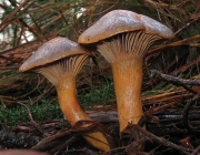 못버섯(황금못버섯) (Chroogomphus rutilus (Schaeff.) O. K. Miller 못버섯 > Chroogomphus helveticus (Sing.) Moser > Gomphidius rutilus (Schaeff.) S. Lundel)