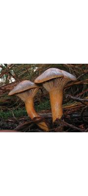 못버섯(황금못버섯) (Chroogomphus rutilus (Schaeff.) O. K. Miller 못버섯 > Chroogomphus helveticus (Sing.) Moser > Gomphidius rutilus (Schaeff.) S. Lundel)