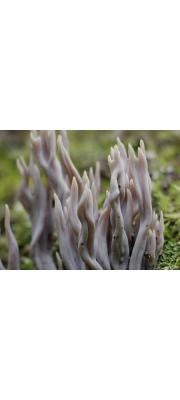 자주색볏싸리버섯 (Clavulina amethystinoides (Peck.) Corner)