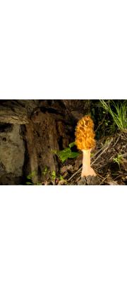 곰보버섯(문경곰보버섯) (Morchella esculenta (L.)Pers. > Morchella esculenta var. umbrina (Boud.)  Imai)