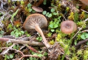 성긴주름깔때기버섯(성긴주름솔밭버섯) (Clitocybe barbularum (Romgn.) P.D. Orton  > Omphalina barbularum)