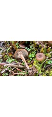 성긴주름깔때기버섯(성긴주름솔밭버섯) (Clitocybe barbularum (Romgn.) P.D. Orton  > Omphalina barbularum)