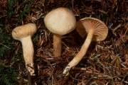 솜털못버섯(솜털갈매못버섯) (Chroogomphus tomentosus (Murr.) O.K. Mill.)