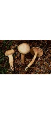 솜털못버섯(솜털갈매못버섯) (Chroogomphus tomentosus (Murr.) O.K. Mill.)
