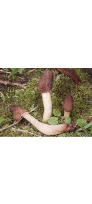 손가락머리버섯 (Verpa digitaliformis Pers.)