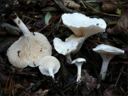 깔때기내림살버섯 (Rhodocybe fallax (Quél.) Sing.)