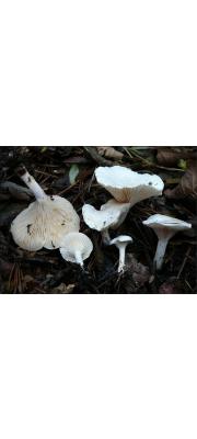 깔때기내림살버섯 (Rhodocybe fallax (Quél.) Sing.)