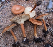 벽돌깔때기버섯 (Clitocybe sinopica (Fr.) P. Kumm.)
