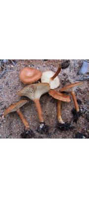벽돌깔때기버섯 (Clitocybe sinopica (Fr.) P. Kumm.)