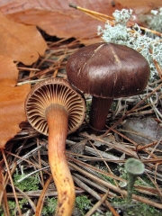 비단못버섯 (Chroogomphus vinicolor (Peck) O.K. Mill.)