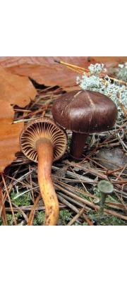 비단못버섯 (Chroogomphus vinicolor (Peck) O.K. Mill.)