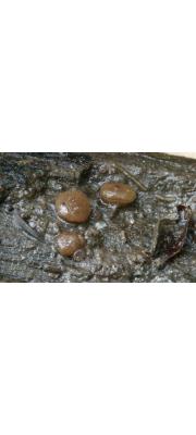 작은방패쟁반버섯 (Pachyella babingtonii (Berk.) Boud)