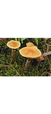 낭피버섯(참낭피버섯) (Cystoderma amiantinum (Scop.) Fayod)