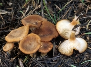 비듬깔때기버섯 (Clitocybe squamulosa (Pers.) Kumm.)