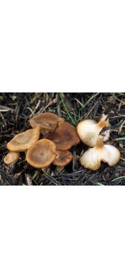 비듬깔때기버섯 (Clitocybe squamulosa (Pers.) Kumm.)