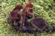 자갈색쟁반버섯(자갈색주발버섯) (Pachyella celtica (Boud.) Häffn. > Peziza celtica)